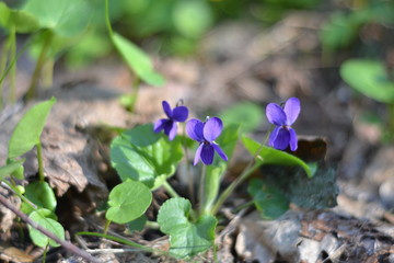 spring