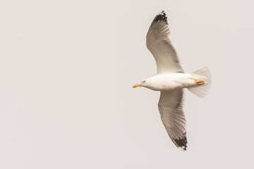 seagull flying in the sky with beautiful wings