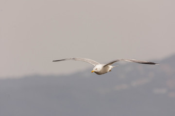 seagull flying above the mountains