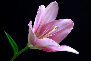 Pink lilium auratum flower macro. Isolated on black background.