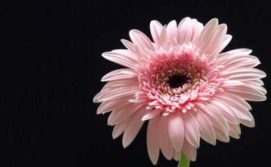 Pink gerbera jamesonii flower macro. Isolated on black background.