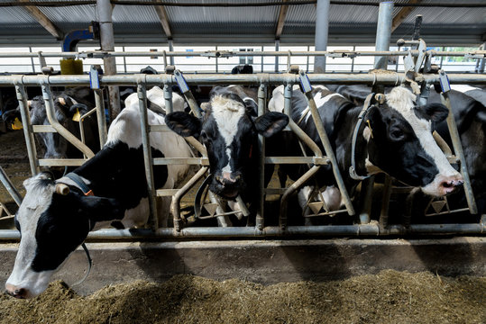 Cows eat in cowshed on modern dairy farm, close-up.