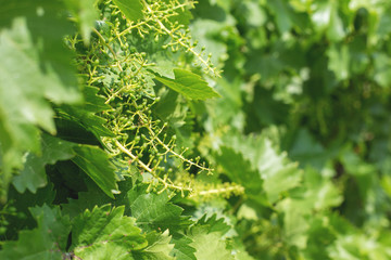 vineyard plantations, beautiful view of the vineyard rows