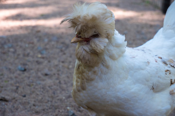 white shaggy hen