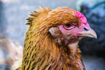 chicken's head close-up