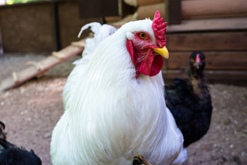 white cock with a red scallop