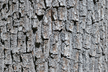 wood texture close-up