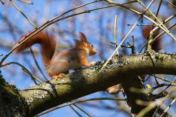 Junges Eichhörnchen 3
