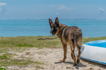 shepherd  on the Mauritius beach