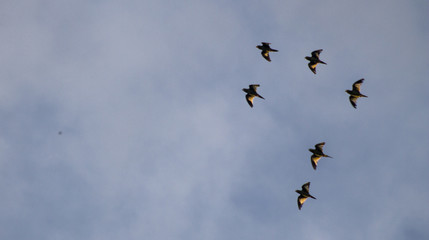 Aves volando