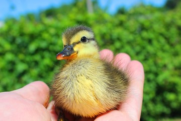 A young duckling. Palm of the farmer.