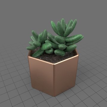 Cactus in a geometric planter