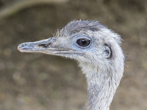 close-up of a curious Emu