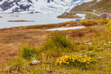 Yellow spring flowers in norwegian mountains