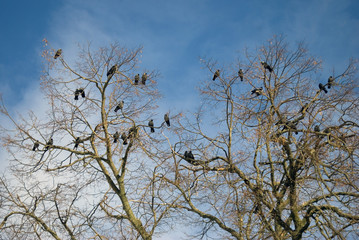 Birds sit on trees. Blue sky with clouds background. Russian landscape. Color photo. 