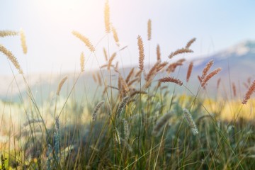 Fototapeta premium June.