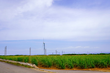 Fototapeta na wymiar 波照間島のサトウキビ畑