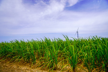 波照間島のサトウキビ畑