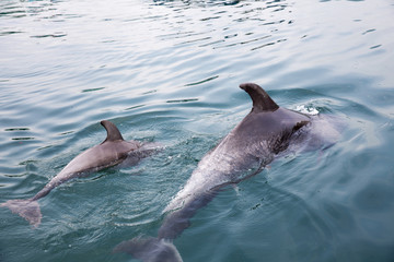 Mother and baby dolphins swimming side by side
