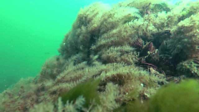 Hydroid polyps Obelia sp., swinging in water, growing on a stone in the Black Sea