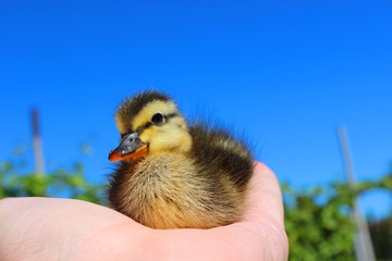 Newborn duckling. Morning on the farm.