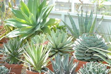 Greenhouse Inspiration