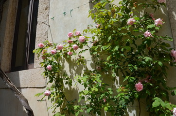 Fototapeta na wymiar flowers wall garden