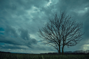 tree in a field