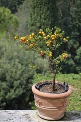 Fototapeta na wymiar orange branch lemon sun 