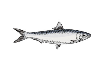 Live sardine fish