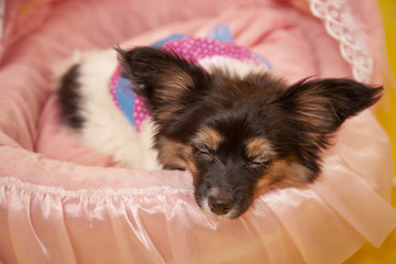 pretty dog puppy 3 months falling asleep on yellow studio background alone