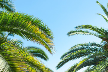 Obraz premium Tropical palm trees, in summer against the sky, toning