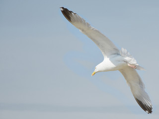 herring gull  (Larus argentatus) on the fly against blue sky