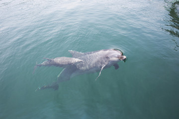 Fototapeta premium Mother and baby dolphins swimming side by side 