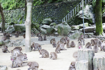 Obraz premium Japońska dzika małpa w Beppu w Japonii