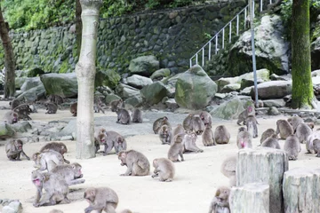 Fototapete Affe Japanese wild monkey in Beppu, Japan