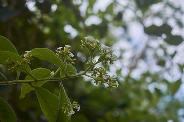 Naturaleza, San Jose de Ocoa, Republica Dominicana