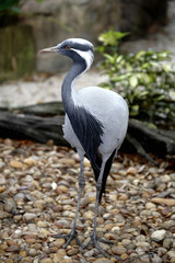 Fototapeta premium Demoiselle Crane