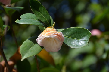 beautiful rose garden