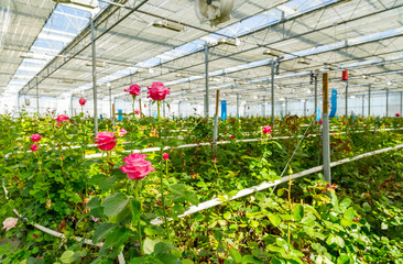 Fototapeta na wymiar Rose tree grow in modern greenhouse under artificial growlight