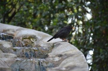black bird fountain
