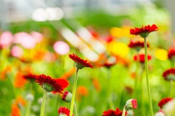 Red and pink gerberas grow in modern greenhouse under artificial growlight