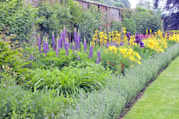 Colourful cottage flowers in bloom in english walled garden , after summer rain .