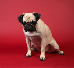 Fawn Pug Dog on Red Background