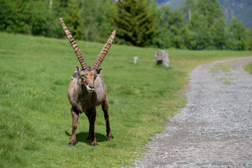 Bouquetin sauvage à Chamonix 
