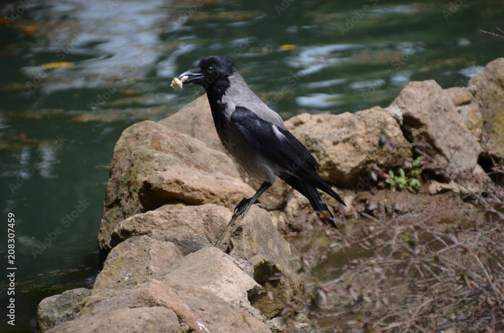 Sticker black bird fountain