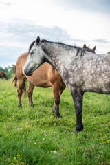Fototapeta premium Horses in a field, countryside