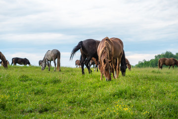 Fototapeta na wymiar Herd of horses grazing in a meadow, beautiful rural landscape with cloudy sky