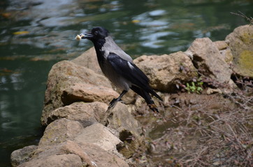 black bird fountain