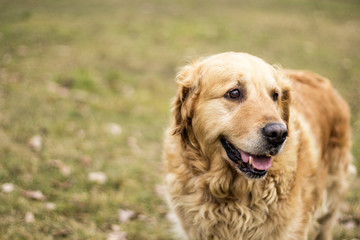 old golden retriever dog